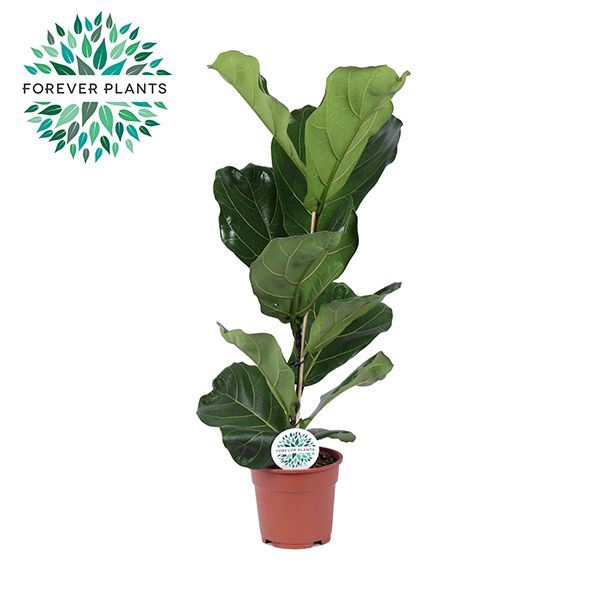 <h4>Ficus lyrata</h4>