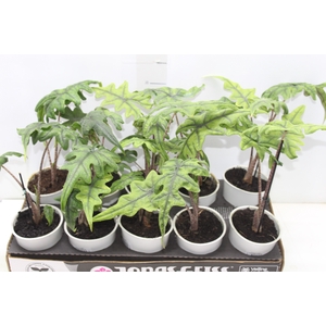 ALOCASIA JACKLYN P12