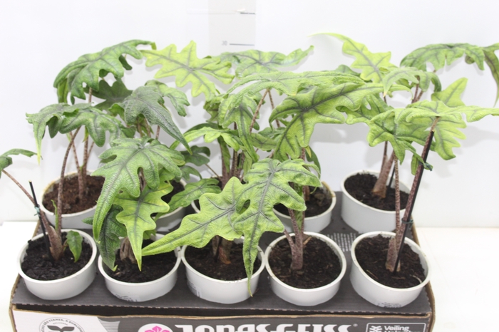 <h4>ALOCASIA JACKLYN P12</h4>