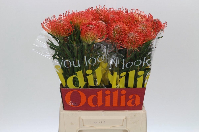 <h4>Nutans Succession</h4>