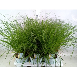 Pennisetum alopec. 'Hameln'
