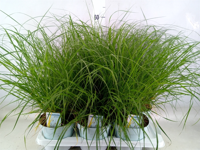 <h4>Pennisetum alopec. 'Hameln'</h4>