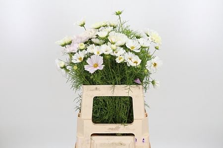 <h4>COSMOS BIPINNATUS</h4>