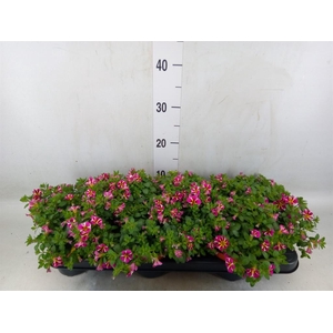 Calibrachoa  'Minifam Rave Pink'