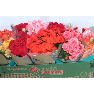 BEGONIA P11