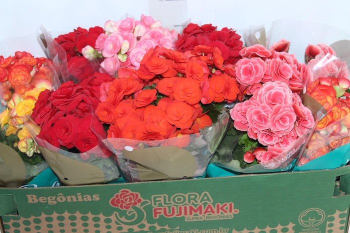 <h4>BEGONIA P11</h4>