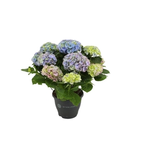 Hydrangea Macrophylla blauw 10+ Blauw, beperkt leverbaar