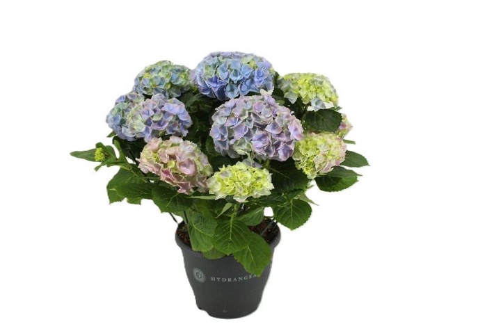 <h4>Hydrangea Macrophylla blauw 10+ Blauw, beperkt leverbaar</h4>