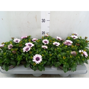 Osteospermum  'Margarita Eclips 20'