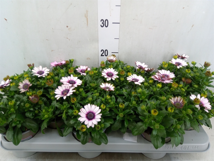 <h4>Osteospermum  'Margarita Eclips 20'</h4>