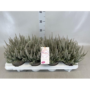 Calluna vulg. 'Garden G Fluffy'