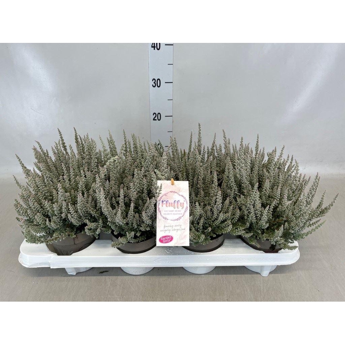 <h4>Calluna vulg. 'Garden G Fluffy'</h4>