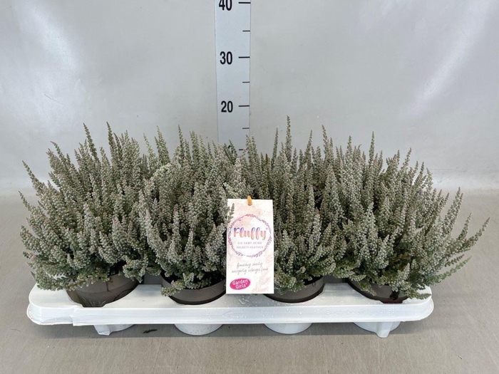 Calluna vulg. 'Garden G Fluffy'