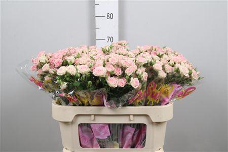 <h4>R Tr Creamy Twister</h4>