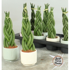 SANSEV CYLINDRICA OV