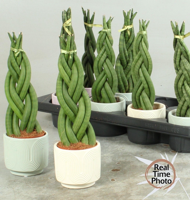 <h4>SANSEV CYLINDRICA OV</h4>