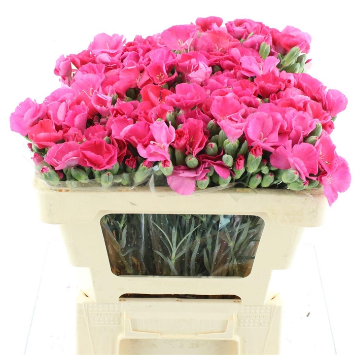 <h4>Di Tr Solandis Brightfly</h4>