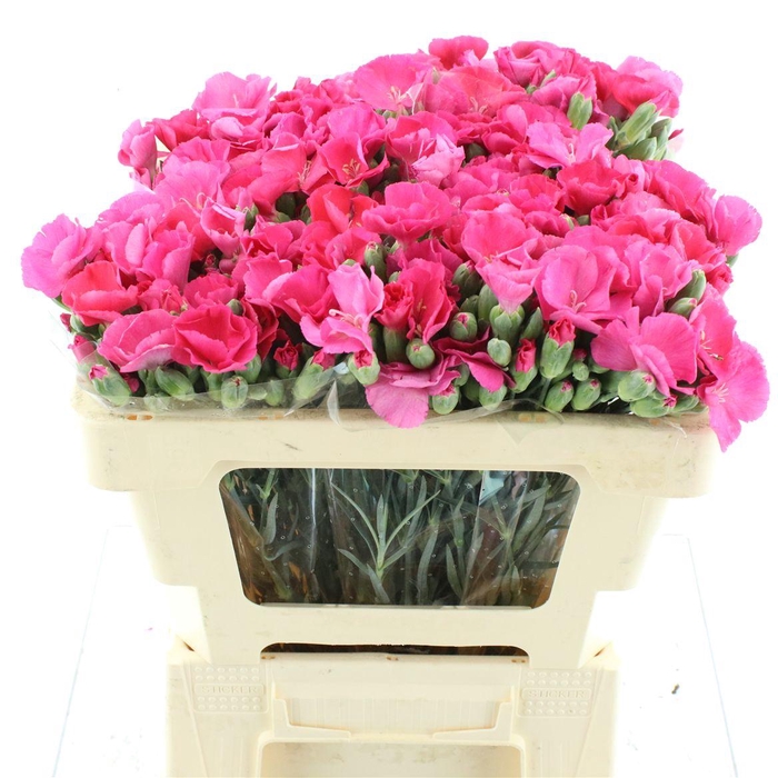 <h4>Di Tr Solandis Brightfly</h4>