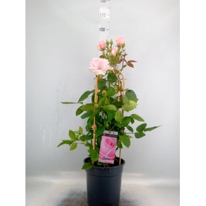 Rosa FL 'Classic Select'