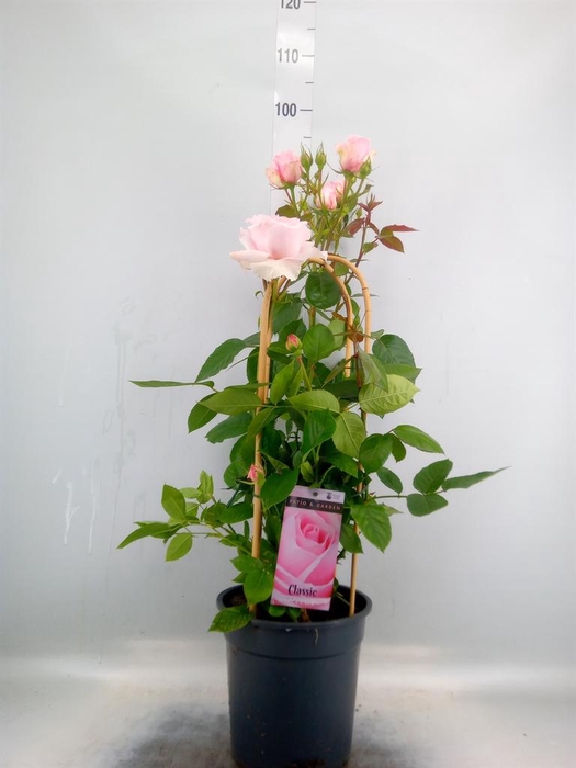 <h4>Rosa FL 'Classic Select'</h4>
