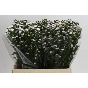 Aster White Gypsy