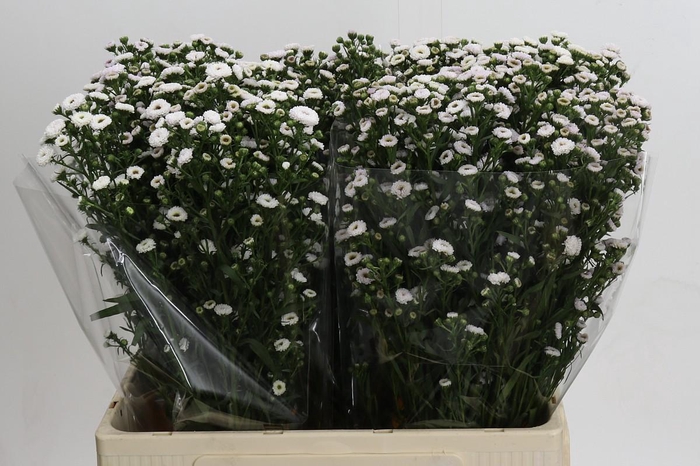 <h4>Aster White Gypsy</h4>