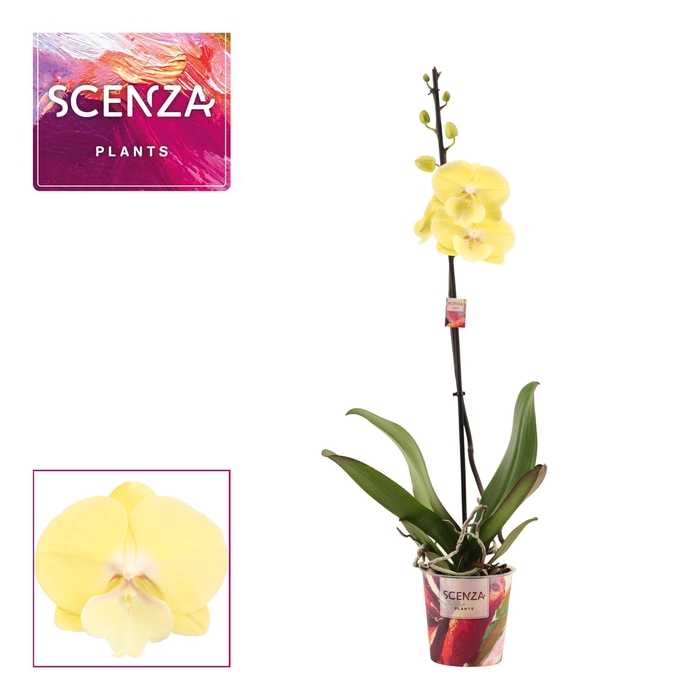 <h4>Phalaenopsis 1 tak 9+ Limoncello Kiss (Scenza)</h4>