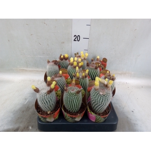 Cactus   ...