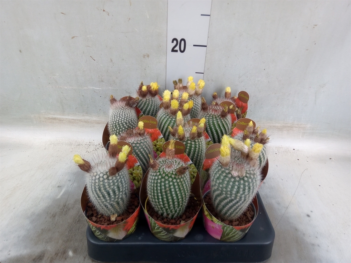 <h4>Cactus   ...</h4>