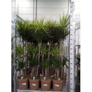 Dracaena   ...mix