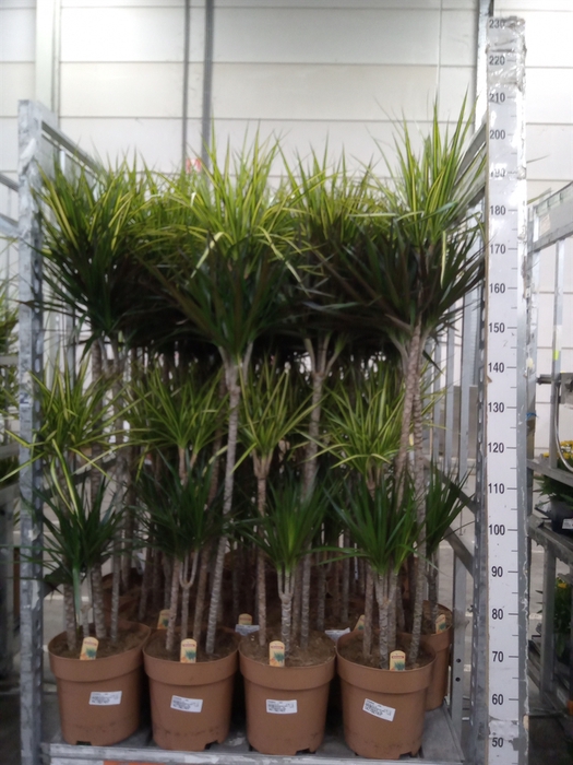 <h4>Dracaena   ...mix</h4>
