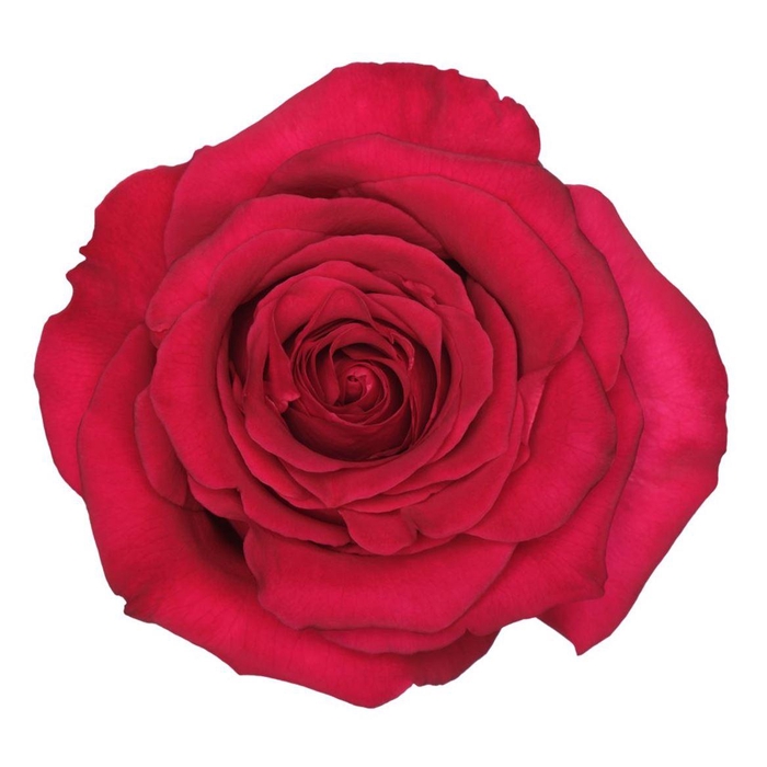 <h4>R Gr French Kiss</h4>