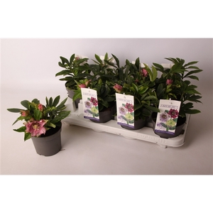 Helleborus orientalis dbl. Dark Pink