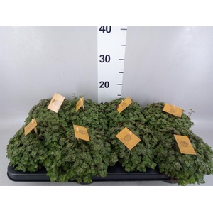 Callisia repens 'Turtle'