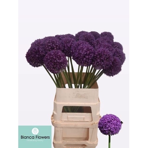 Allium Ambassador