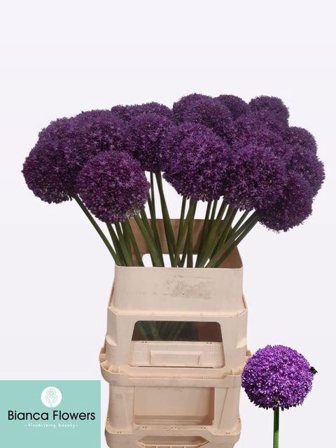 <h4>Allium Ambassador</h4>