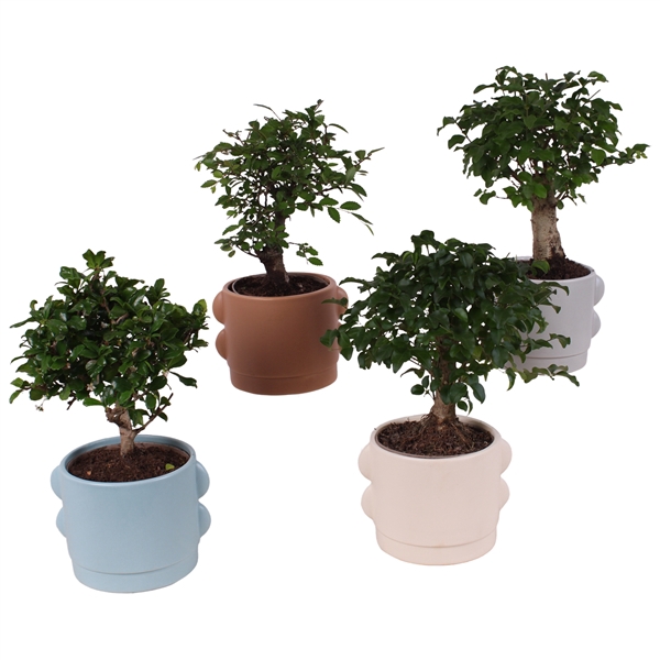 <h4>Bonsai Indoor Mix Ø12cm Ball Shape in Ø16cm Ceramic SE496</h4>