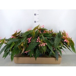 Begonia BD 'Double Dot'