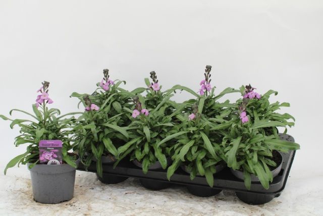 <h4>ERYS BOWLES MAUVE</h4>