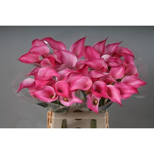 ZANT PINK JEWEL