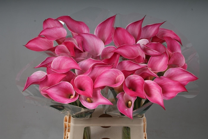 <h4>ZANT PINK JEWEL</h4>