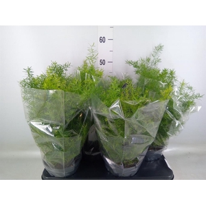 Asparagus dens. 'Sprengeri'