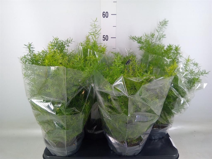 <h4>Asparagus dens. 'Sprengeri'</h4>