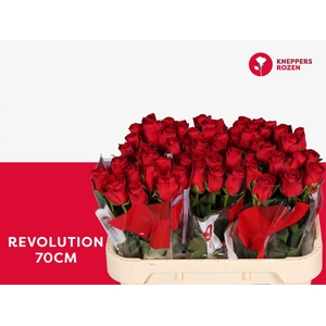 R GR REVOLUTION