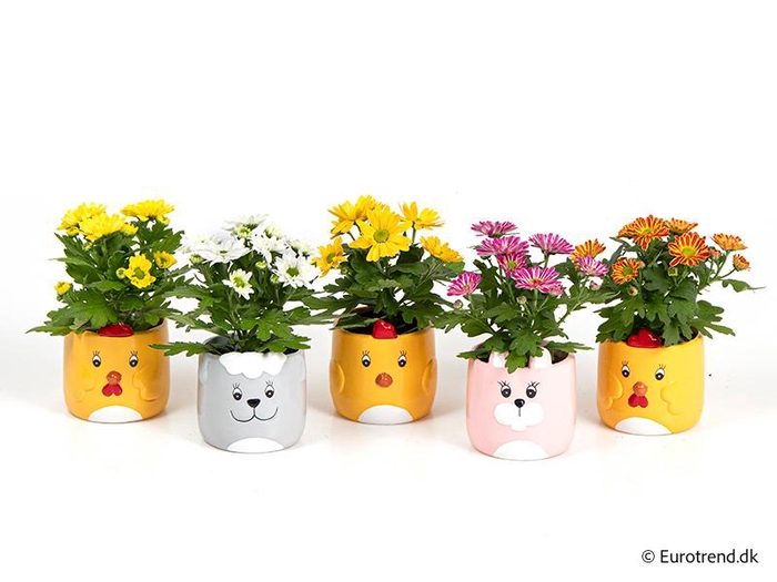 <h4>CHRYS.IND.HYBRID MINI</h4>