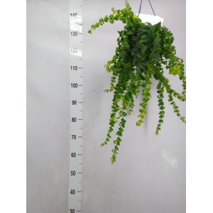 Aeschynanthus  'Rasta'