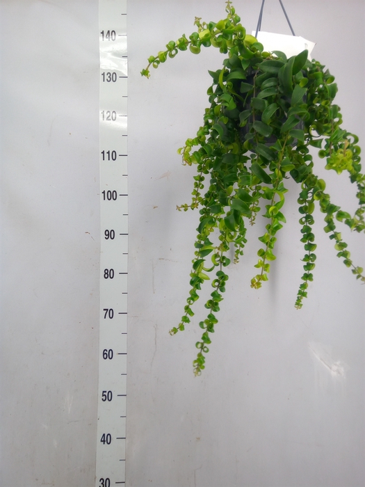 <h4>Aeschynanthus  'Rasta'</h4>