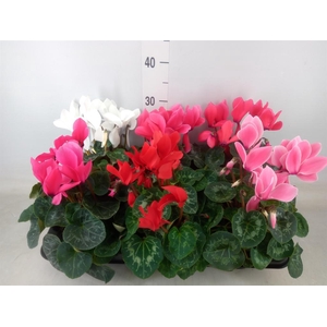 Cyclamen GR 'Mammoth'