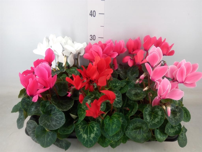 <h4>Cyclamen GR 'Mammoth'</h4>
