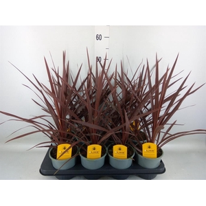 Cordyline austr. 'Red Star'